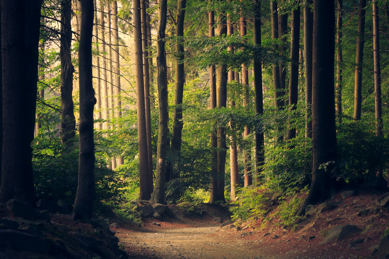 Nature-forward architecture
